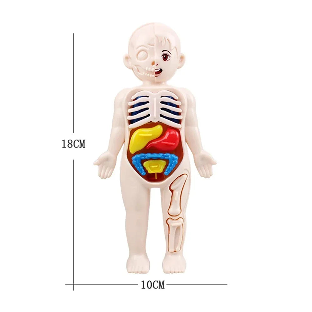 Mini Human Anatomy Model