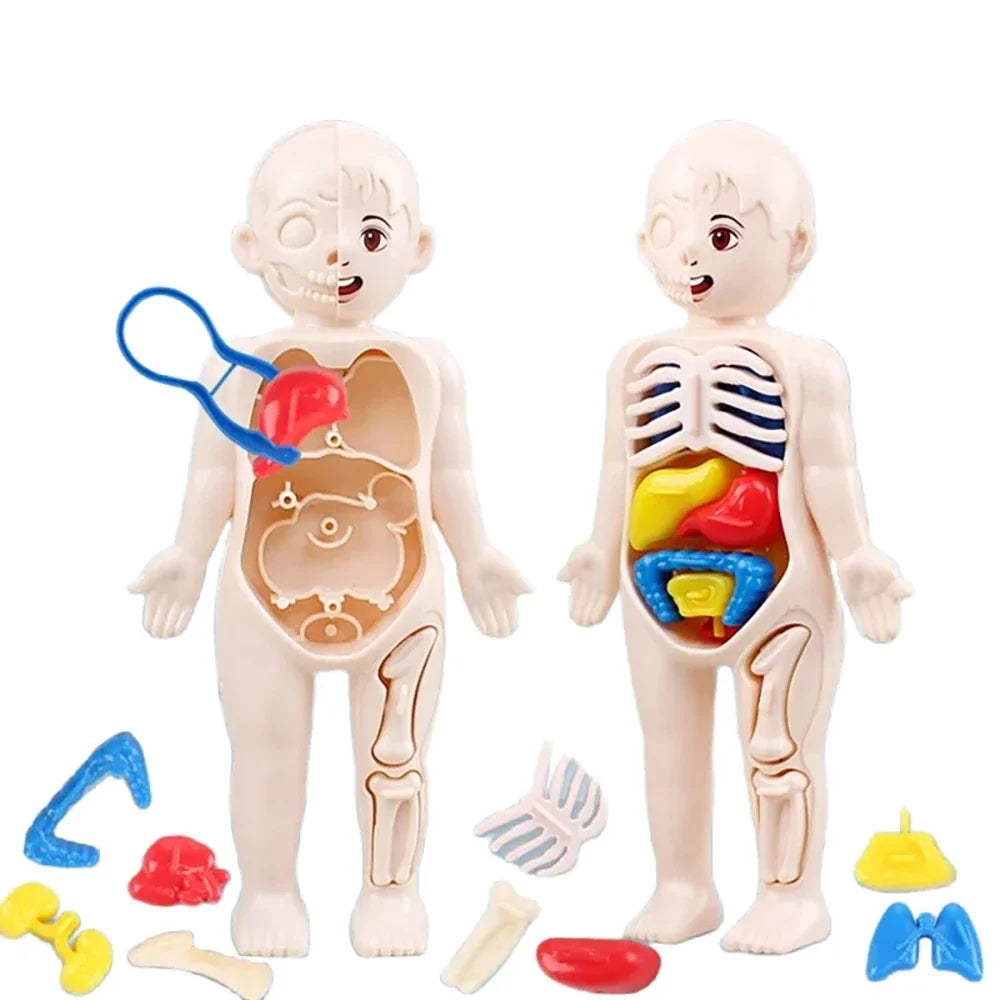 Mini Human Anatomy Model