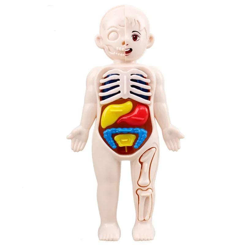 Mini Human Anatomy Model