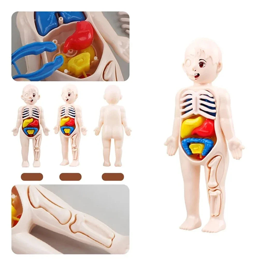 Mini Human Anatomy Model