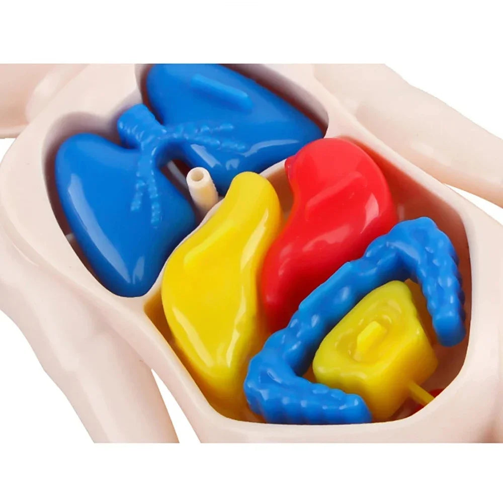 Mini Human Anatomy Model