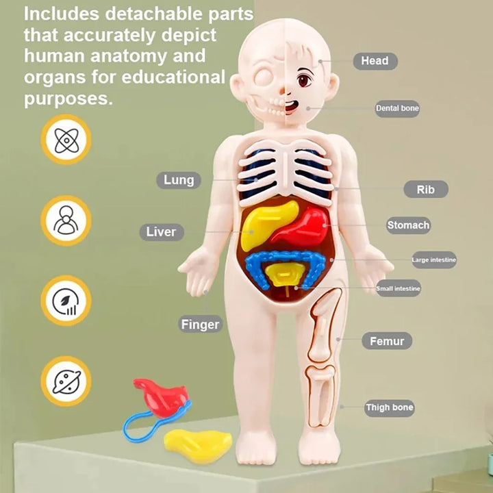 Mini Human Anatomy Model