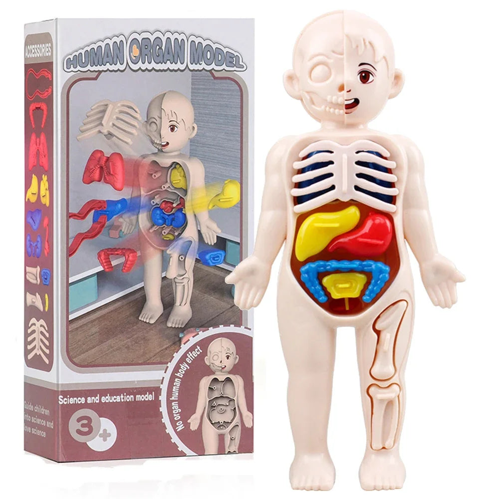 Mini Human Anatomy Model
