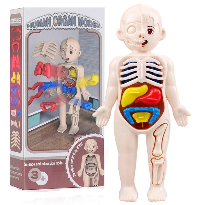 Mini Human Anatomy Model
